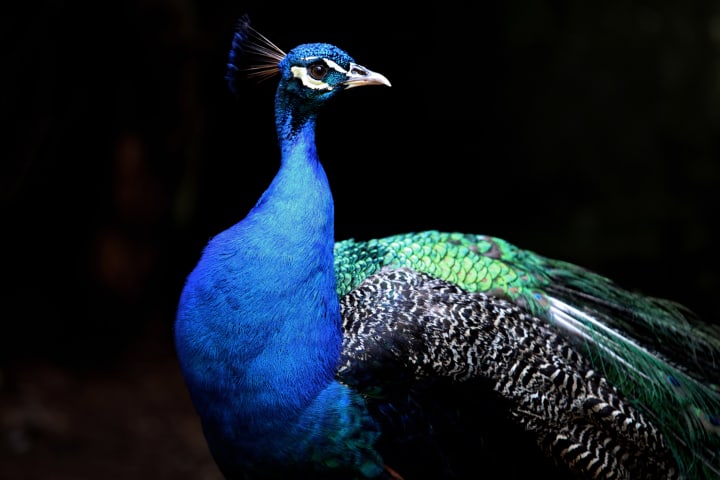 A Kaleidoscope of Colors Exploring the Diverse World of Peacocks