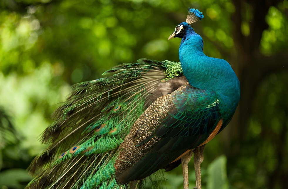 A Kaleidoscope of Colors Exploring the Diverse World of Peacocks