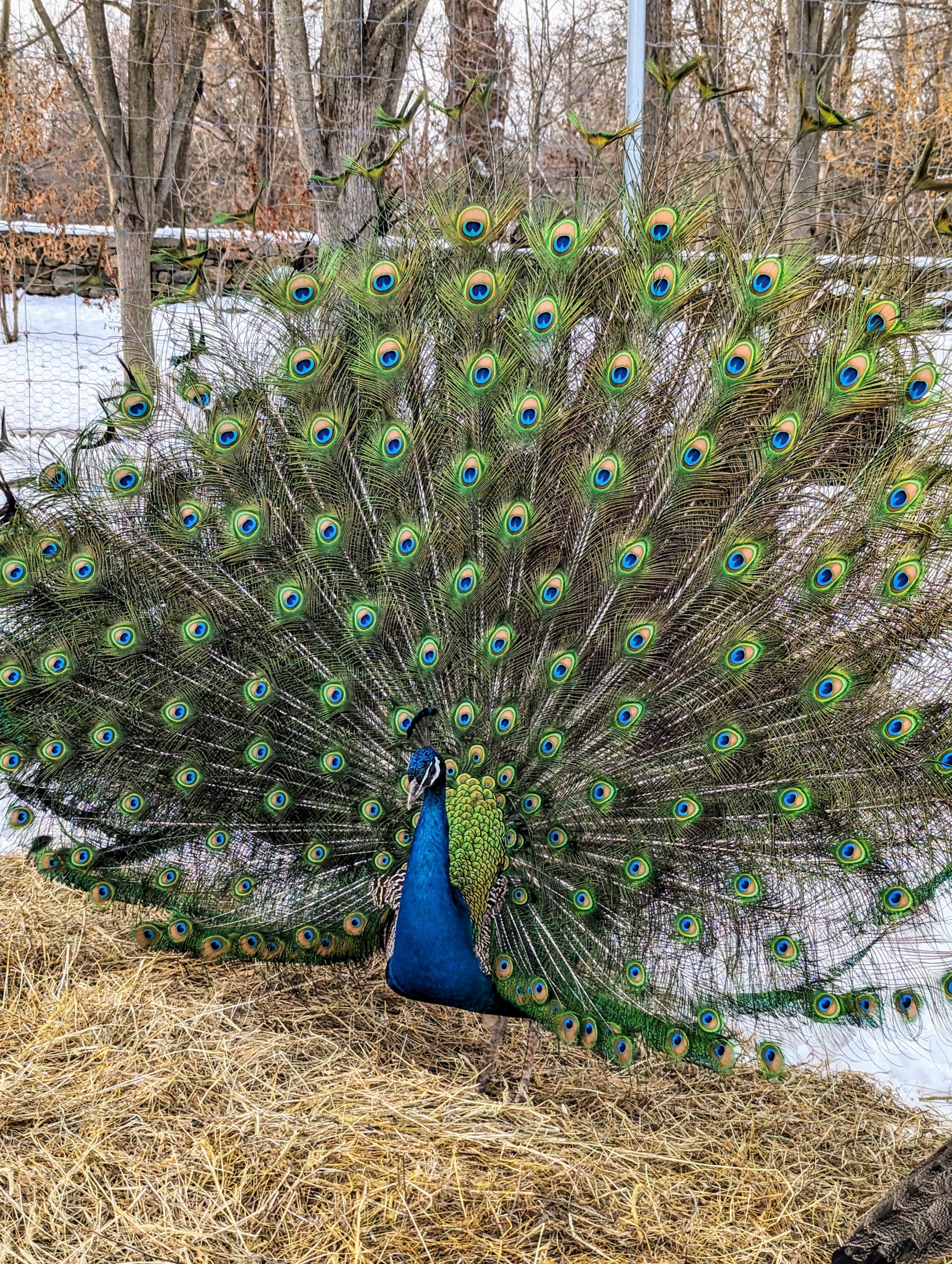 Are Peacocks Aggressive? Understanding Their Behavior