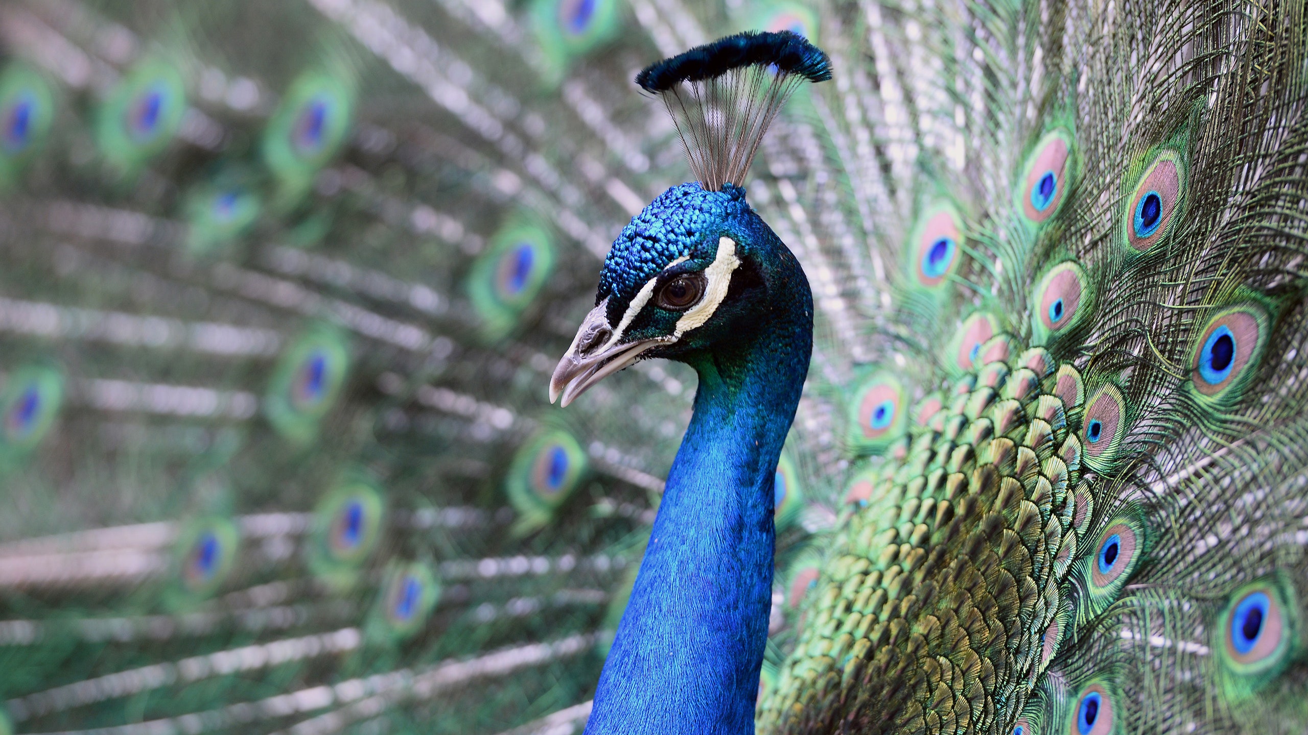 Are Peacocks Aggressive? Understanding Their Behavior