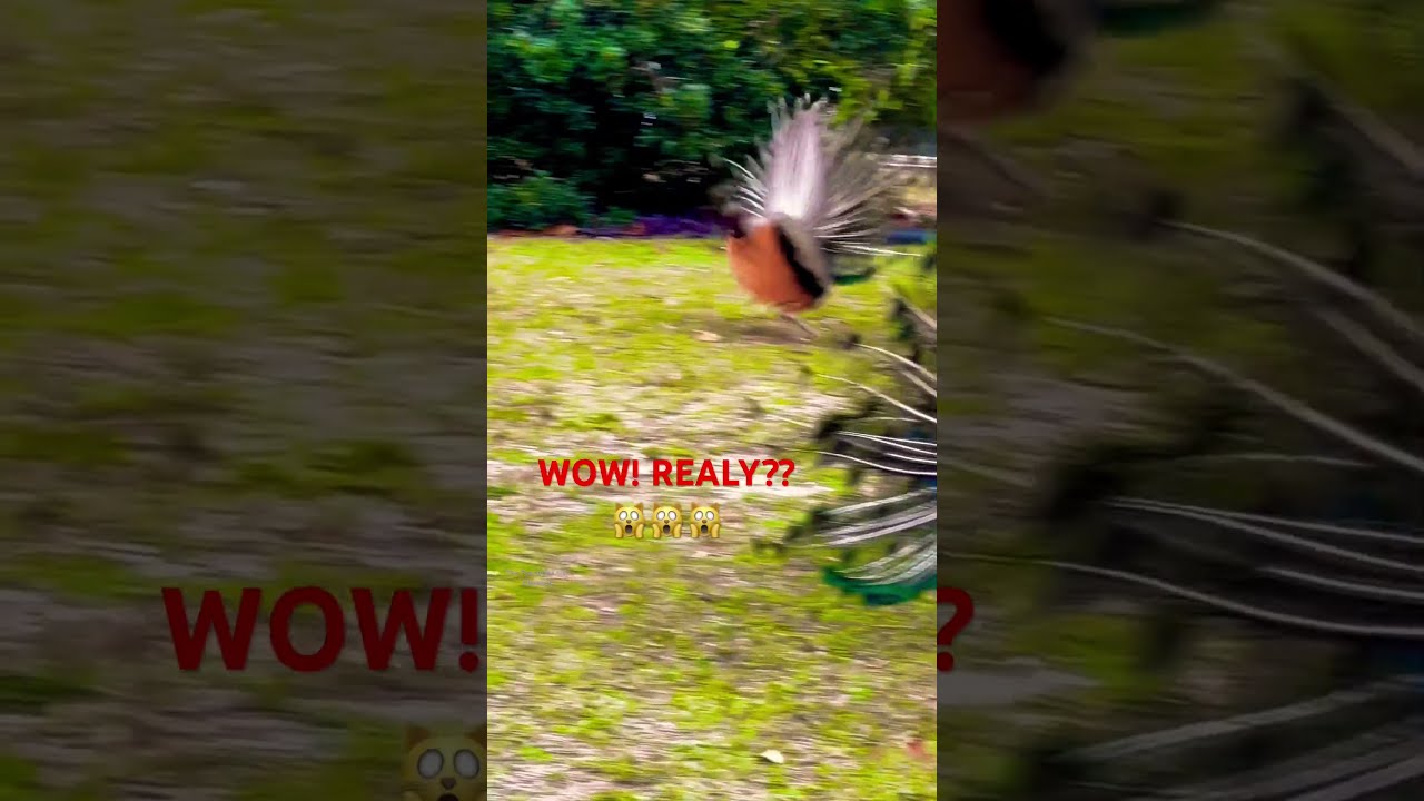 Are Peacocks Aggressive? Understanding Their Behavior