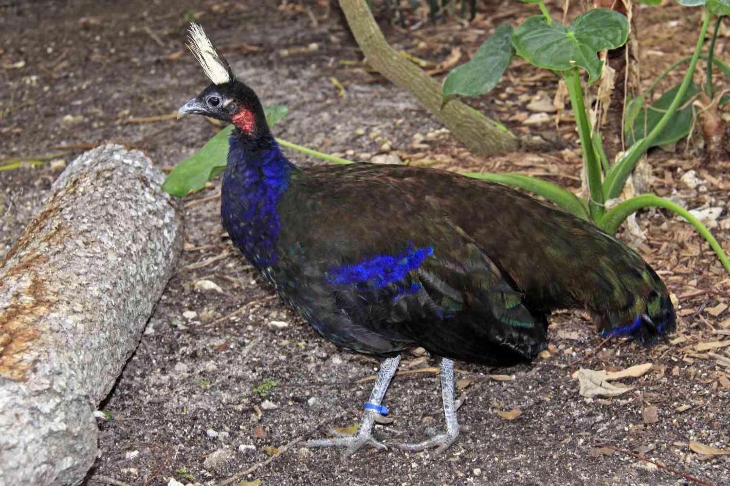 Are Peacocks Endangered? Understanding Their Conservation Status