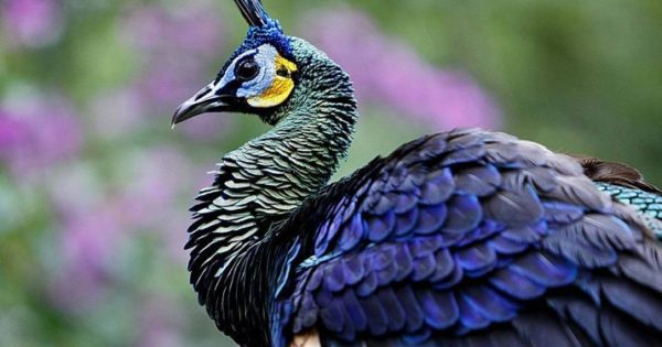 Are Peacocks Endangered? Understanding Their Conservation Status