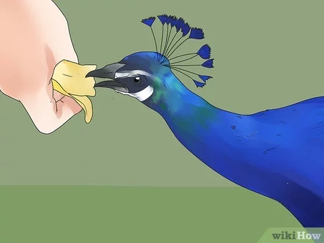 Are Peacocks Good Pets? A Comprehensive Guide