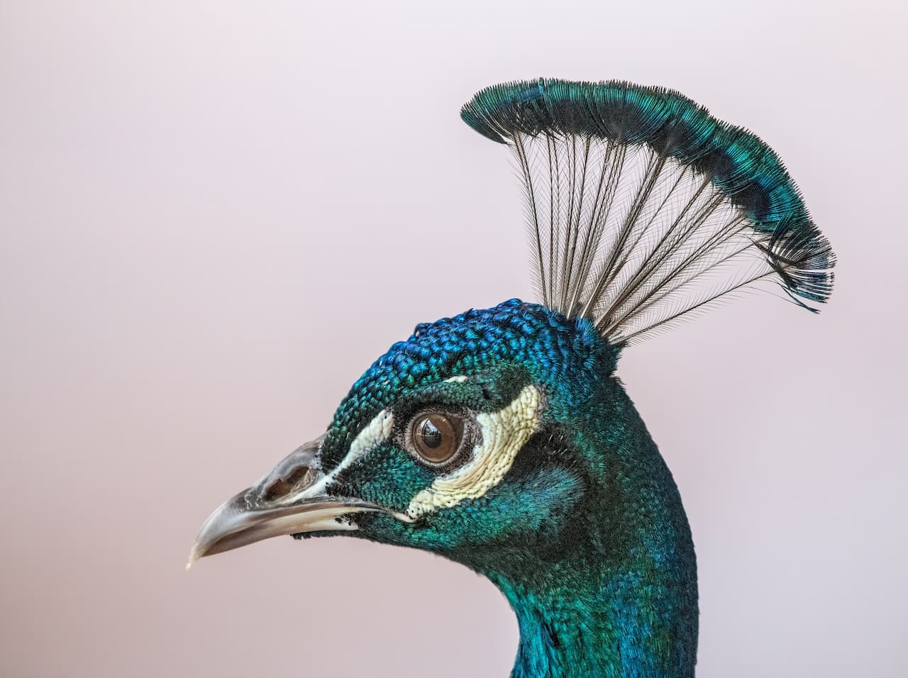 Are Peacocks Good Pets? A Comprehensive Guide