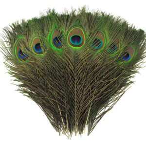 The Allure of Peacock Feathers A Symbiotic Relationship Between Beauty and Biology