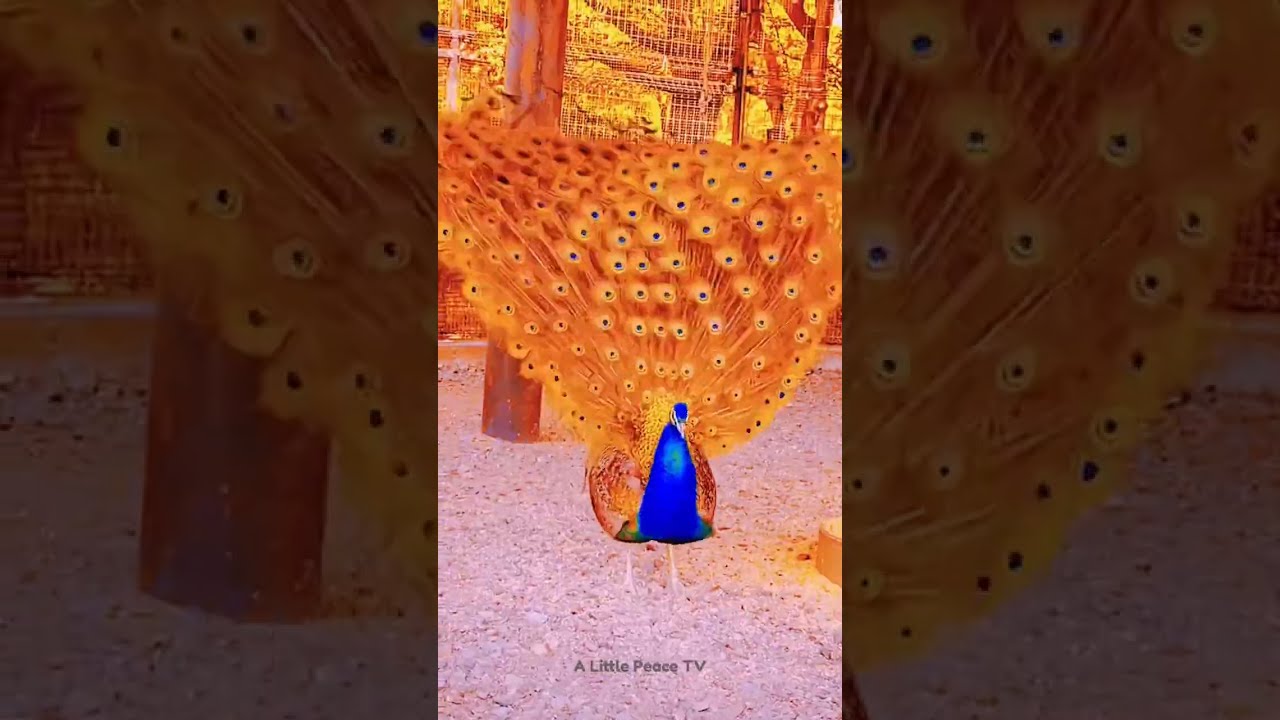 The Golden Majesty Unveiling the Yellow Peacock