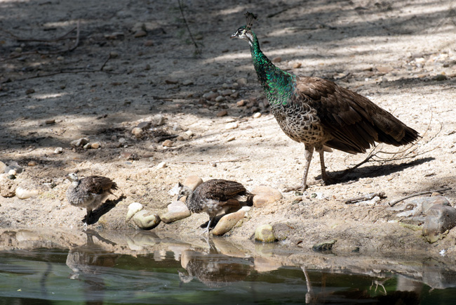 The Magnificent Peacock Beyond the Feathers, a Tale of Eggs