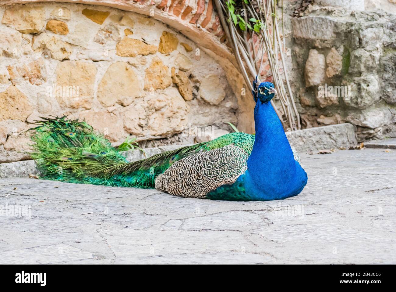 The Magnificent Peacock Beyond the Feathers, a Tale of Eggs