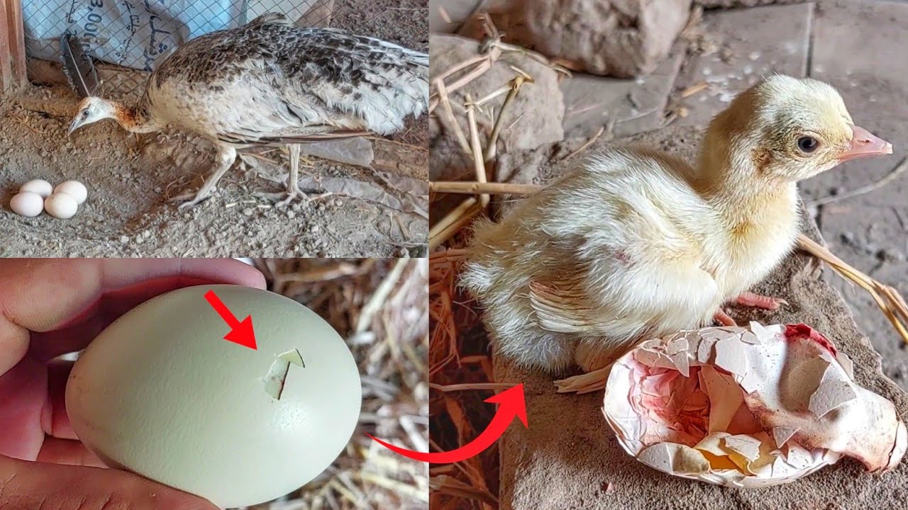 The Magnificent Peacock Beyond the Feathers, a Tale of Eggs