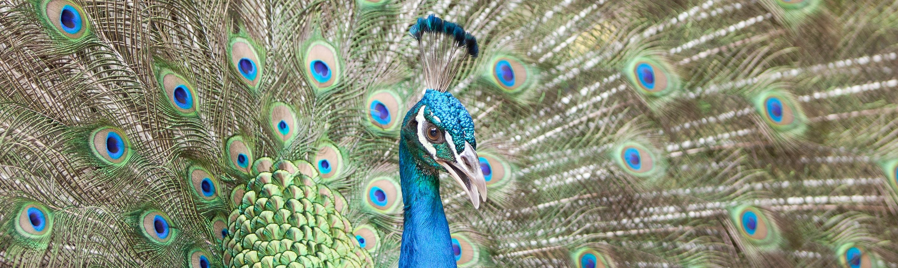 The Magnificent Peacock Beyond the Feathers, a Tale of Eggs