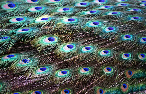 The Majestic Eyes of the Peacock A Symbol of Beauty and Wonder