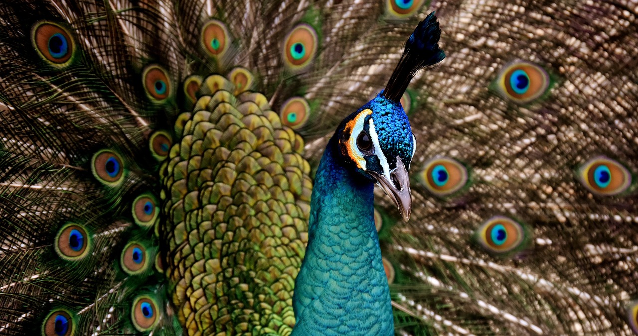 The Majestic Eyes of the Peacock A Symbol of Beauty and Wonder