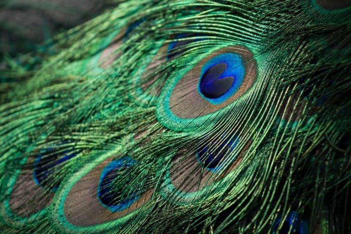 The Majestic Eyes of the Peacock A Symbol of Beauty and Wonder