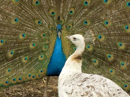 The Peacock A Symbol of Beauty, Pride, and More