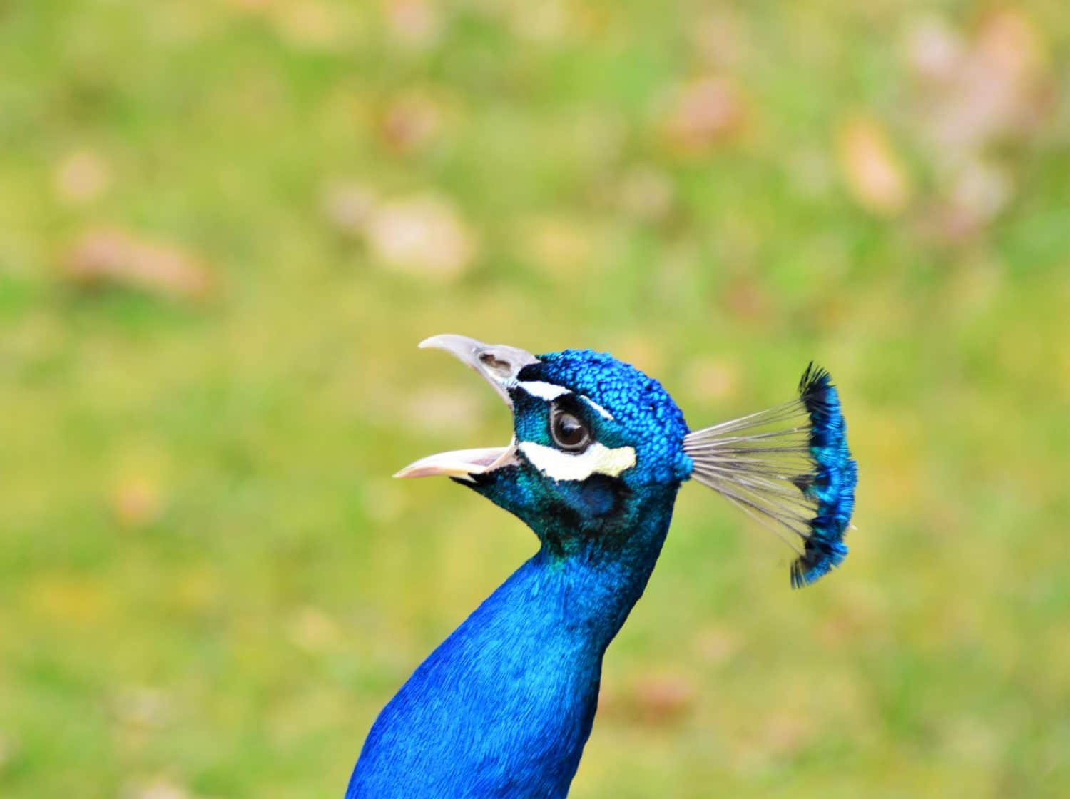 The Symphony of the Peacock Deciphering Their Curious Calls