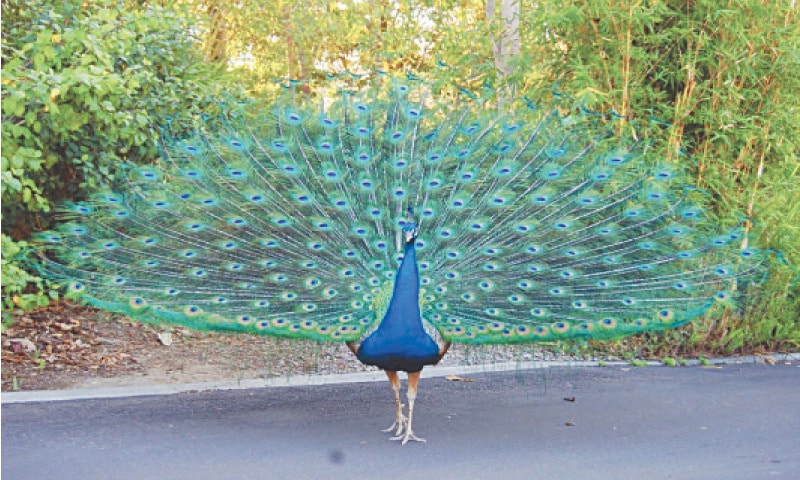 The Symphony of the Peacock Deciphering Their Curious Calls