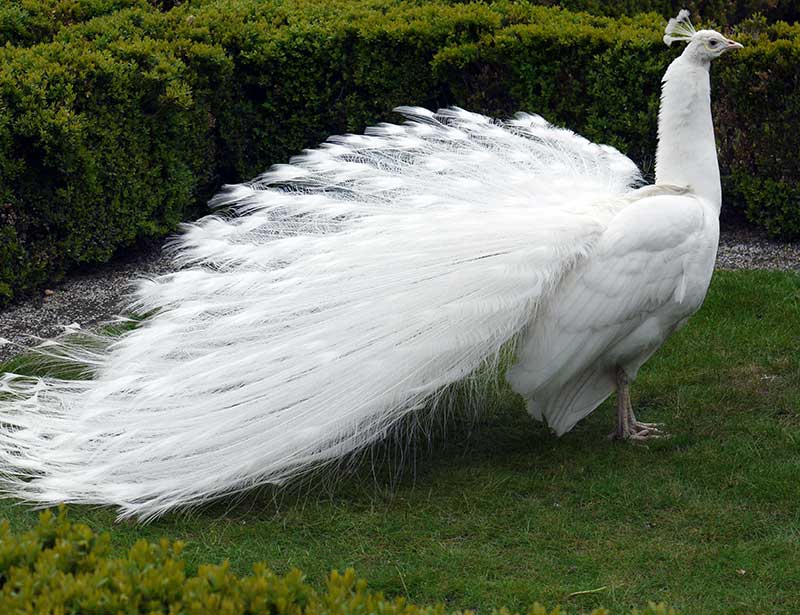 The Symphony of the Peacock Deciphering Their Curious Calls