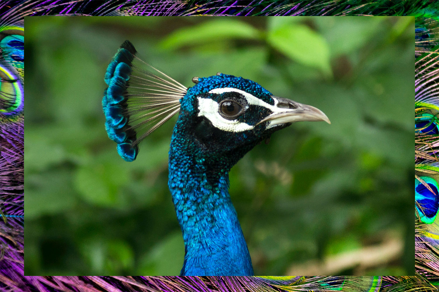 The Tale of Two Peacocks Exploring the Intricacies of Gender in the Avian World