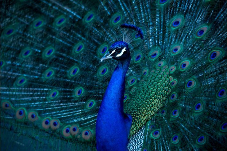 The Tale of Two Peacocks Exploring the Intricacies of Gender in the Avian World