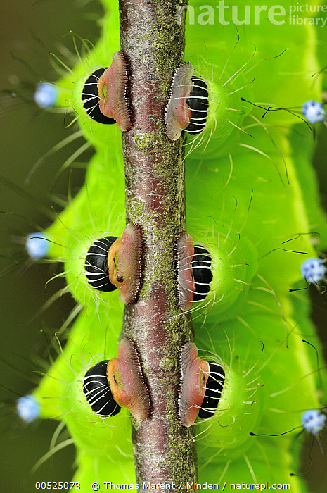 The Unique and Intriguing Feet of Peacocks